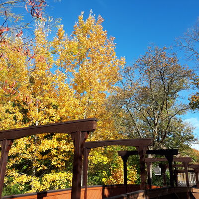 Bild vergrößern: Herbstimpressionen im Kurpark